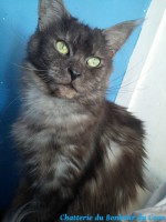 /album/gemma-des-diamants-de-lys/gemma-1-jpg/